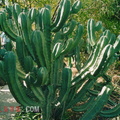 200309 canarie 026