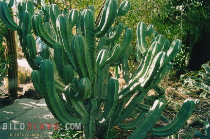 200309 canarie 026
