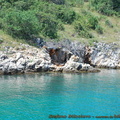 20100629-Otok-Krk-Isola-di-Veglia-010